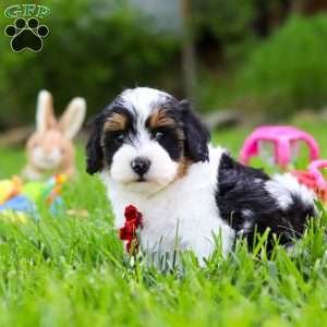 Jeremiah, Havapoo Puppy